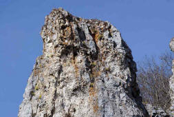 Draba aizoides / Immergrünes Felsenblümchen / Brassicaceae / Kreuzblütengewächse (Biotop auf dem "Pfaffenstein" - Schwäbische Alb)