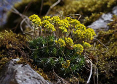 Draba aizoides / Immergrnes Felsenblmchen / Brassicaceae / Kreuzbltengewchse