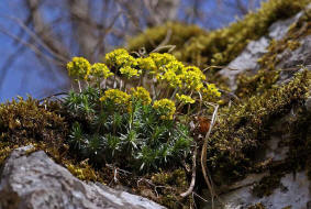 Draba aizoides / Immergrnes Felsenblmchen / Brassicaceae / Kreuzbltengewchse