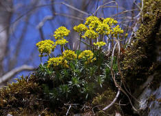 Draba aizoides / Immergrnes Felsenblmchen / Brassicaceae / Kreuzbltengewchse