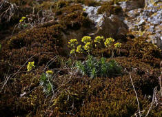 Draba aizoides / Immergrnes Felsenblmchen / Brassicaceae / Kreuzbltengewchse