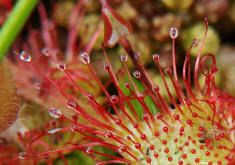 Drosera rotundifolia / Rundblttriger Sonnentau / Droseraceae / Sonnentaugewchse