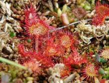 Drosera rotundifolia / Rundblttriger Sonnentau / Droseraceae / Sonnentaugewchse