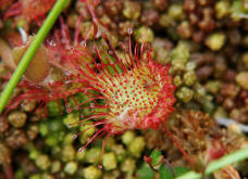 Drosera rotundifolia / Rundblttriger Sonnentau / Droseraceae / Sonnentaugewchse