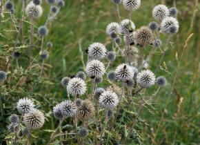 Echinops sphaerocephalus / Drsige Kugeldistel / Asteraceae / Korbbltengewchse