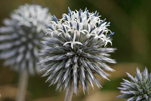 Echinops sphaerocephalus / Drsige Kugeldistel / Asteraceae / Korbbltengewchse