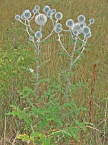 Echinops sphaerocephalus / Drsige Kugeldistel / Asteraceae / Korbbltengewchse