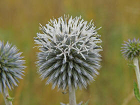 Echinops sphaerocephalus / Drsige Kugeldistel / Asteraceae / Korbbltengewchse