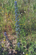 Echium vulgare / Gewhnlicher Natternkopf / Boraginaceae / Raublattgewchse / Dieser Natternkopf hatte die beachtliche Hhe von etwa 130cm!