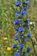 Echium vulgare / Gewhnlicher Natternkopf / Boraginaceae / Raublattgewchse