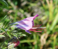  Echium vulgare / Gewhnlicher Natternkopf / Boraginaceae / Raublattgewchse / Bei dieser Seitenansicht einer Blte kann man mit etwas Phantasie erahnen, woher diese Pflanze ihren Namen hat