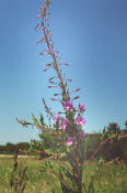 Epilobium angustifolium / Schmalblttriges Weidenrschen / Onagraceae / Nachtkerzengewchse