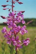 Epilobium angustifolium / Schmalblttriges Weidenrschen / Onagraceae / Nachtkerzengewchse