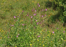 Epilobium hirsutum / Zottiges Weidenrschen / Onagraceae / Nachtkerzengewchse