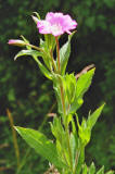 Epilobium hirsutum / Zottiges Weidenrschen / Onagraceae / Nachtkerzengewchse