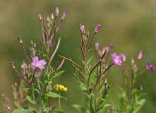 Epilobium hirsutum / Zottiges Weidenrschen / Onagraceae / Nachtkerzengewchse