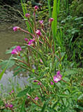 Epilobium hirsutum / Zottiges Weidenrschen / Onagraceae / Nachtkerzengewchse