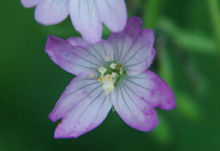 Epilobium montanum / Berg-Weidenrschen / Onagraceae / Nachtkerzengewchse