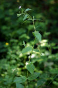 Epilobium montanum / Berg-Weidenrschen / Onagraceae / Nachtkerzengewchse