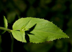 Epilobium montanum / Berg-Weidenrschen / Onagraceae / Nachtkerzengewchse