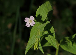 Epilobium montanum / Berg-Weidenrschen / Onagraceae / Nachtkerzengewchse