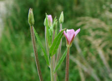 Epilobium tetragonum / Vierkantiges Weidenrschen / Onagraceae / Nachtkerzengewchse