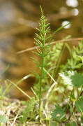 Equisetum palustre / Sumpf-Schachtelhalm / Equisetaceae / Schachtelhalmgewchse