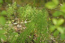 Equisetum palustre / Sumpf-Schachtelhalm / Equisetaceae / Schachtelhalmgewchse