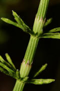 Equisetum palustre / Sumpf-Schachtelhalm / Equisetaceae / Schachtelhalmgewchse