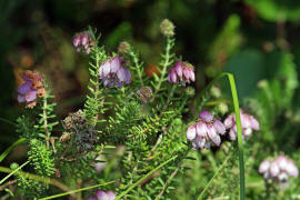 Erica tetralix / Glocken-Heide / Ericaceae / Heidekrautgewchse