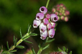 Erica tetralix / Glocken-Heide / Ericaceae / Heidekrautgewchse