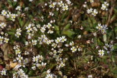 Erophila verna ssp. verna / Hungerblmchen / Brassicaceae / Kreuzbltengewchse