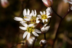 Erophila verna ssp. verna / Hungerblmchen / Brassicaceae / Kreuzbltengewchse