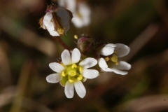 Erophila verna ssp. verna / Hungerblmchen / Brassicaceae / Kreuzbltengewchse