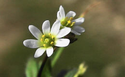 Erophila verna ssp. verna / Hungerblmchen / Brassicaceae / Kreuzbltengewchse