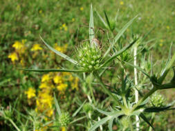 Eryngium campestre / Feld-Mannstreu / Apiaceae / Doldenbltengewchse