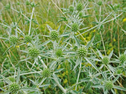 Eryngium campestre / Feld-Mannstreu / Apiaceae / Doldenbltengewchse