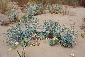 Eryngium maritimum  / Strand-Mannstreu / Strand-Distel / Apiaceae / Doldenbltengewchse