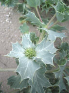 Eryngium maritimum  / Strand-Mannstreu / Strand-Distel / Apiaceae / Doldenbltengewchse