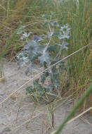 Eryngium maritimum  / Strand-Mannstreu / Strand-Distel / Apiaceae / Doldenbltengewchse