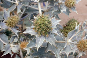 Eryngium maritimum  / Strand-Mannstreu / Strand-Distel / Apiaceae / Doldenbltengewchse