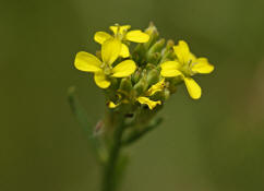 Erysimum marschallianum / Harter Schterich / Brassicaceae / Kreuzbltengewchse