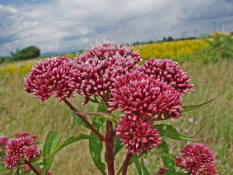 Eupatorium cannabinum / Gewhnliches Wasserdost / Wasserhanf / Kunigundenkraut / Asteraceae / Korbbltengewchse