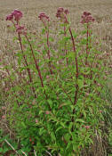 Eupatorium cannabinum / Gewhnliches Wasserdost / Wasserhanf / Kunigundenkraut / Asteraceae / Korbbltengewchse