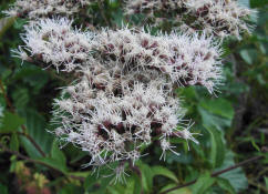 Eupatorium cannabinum / Gewhnliches Wasserdost / Wasserhanf / Kunigundenkraut / Asteraceae / Korbbltengewchse