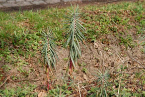 Euphorbia lathyris / Kreuzblttrige Wolfsmilch / Euphorbiaceae / Wolfsmilchgewchse