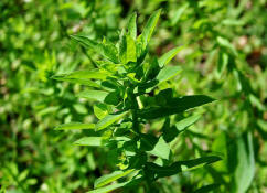 Euphorbia platyphyllos / Breitblttrige Wolfsmilch / Euphorbiaceae / Wolfsmilchgewchse