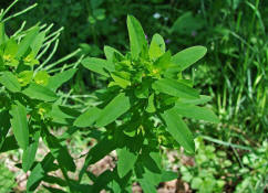 Euphorbia platyphyllos / Breitblttrige Wolfsmilch / Euphorbiaceae / Wolfsmilchgewchse