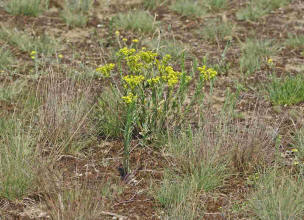 Euphorbia seguieriana / Steppen-Wolfsmilch / Euphorbiaceae / Wolfsmilchgewchse / Rote Liste 3 / Giftig