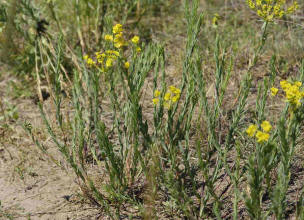 Euphorbia seguieriana / Steppen-Wolfsmilch / Euphorbiaceae / Wolfsmilchgewchse / Rote Liste 3 / Giftig